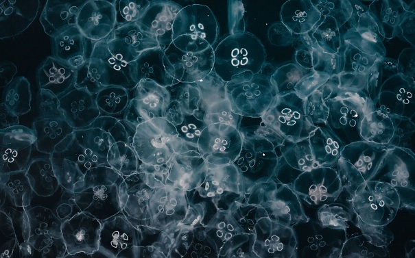 微生物菌種廢水處理是根據什么原理？它們應該這樣去保存！
