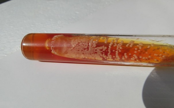 標準菌株有哪些種類？它的復壯步驟是這樣的！
